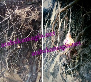 Магия за спиране на изневяра