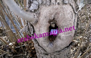 Ритуал за причиняване на импотентност