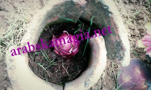 Подчиняваща магия със сърце