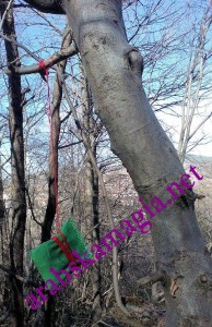 Ритуал за любов с коса